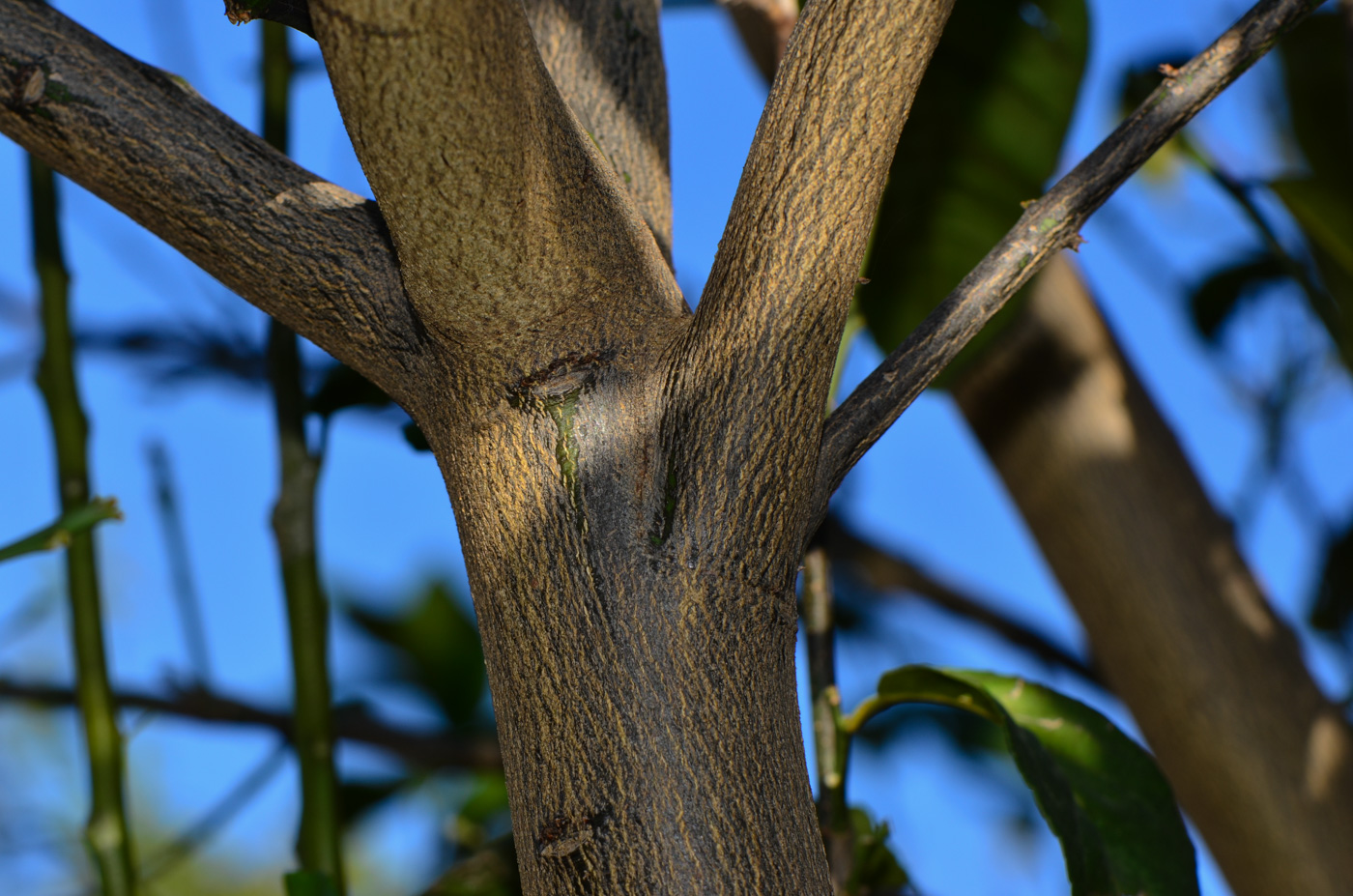 Image of Citrus reticulata specimen.