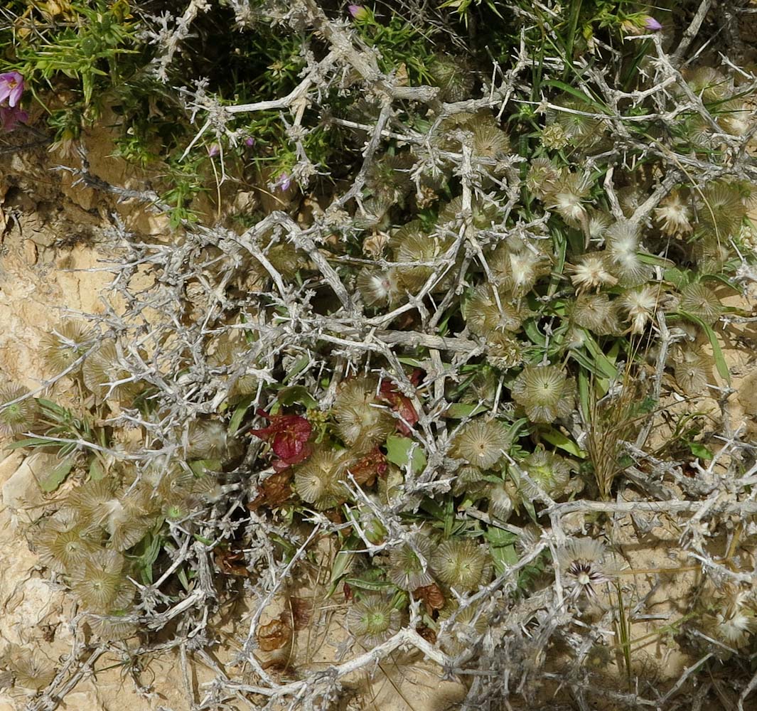 Изображение особи Lomelosia porphyroneura.