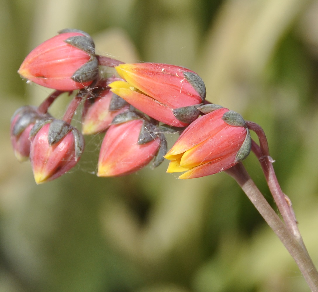 Image of Echeveria purpusorum specimen.