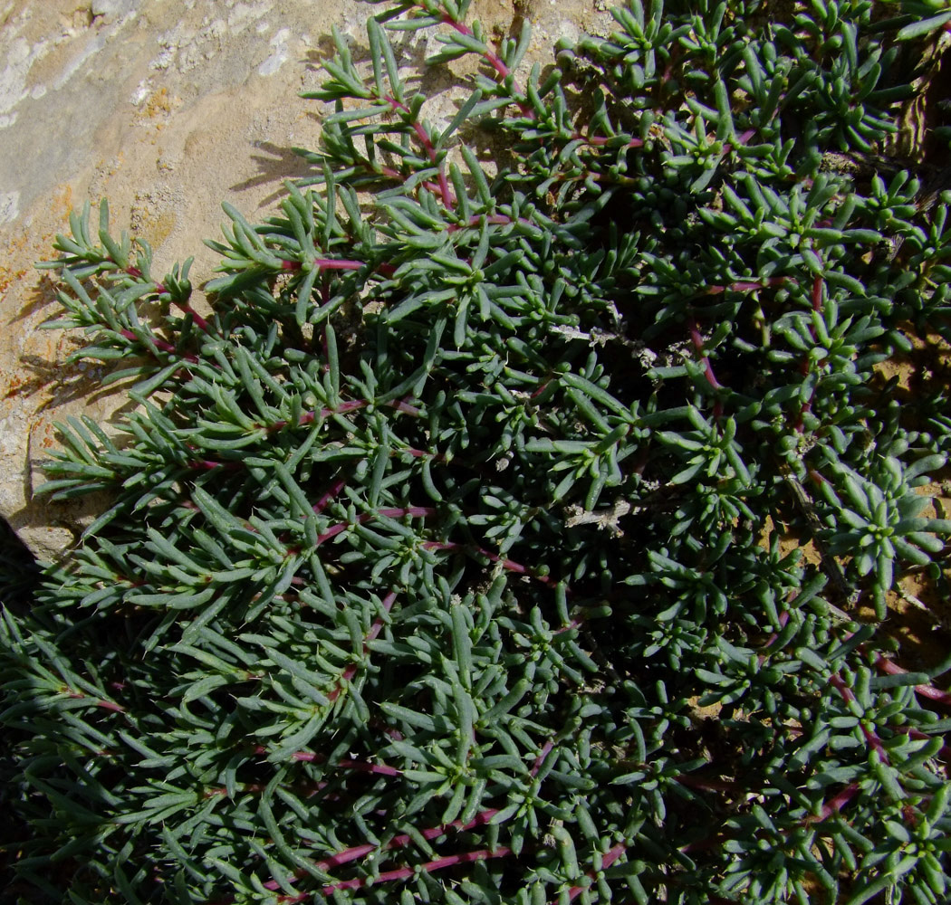 Image of Halogeton alopecuroides specimen.