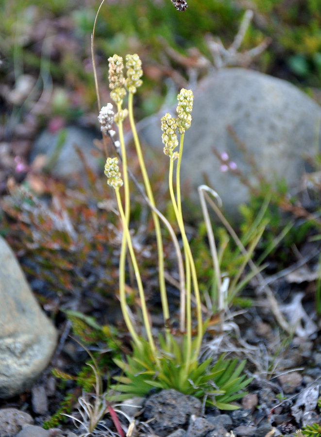 Image of Tofieldia pusilla specimen.