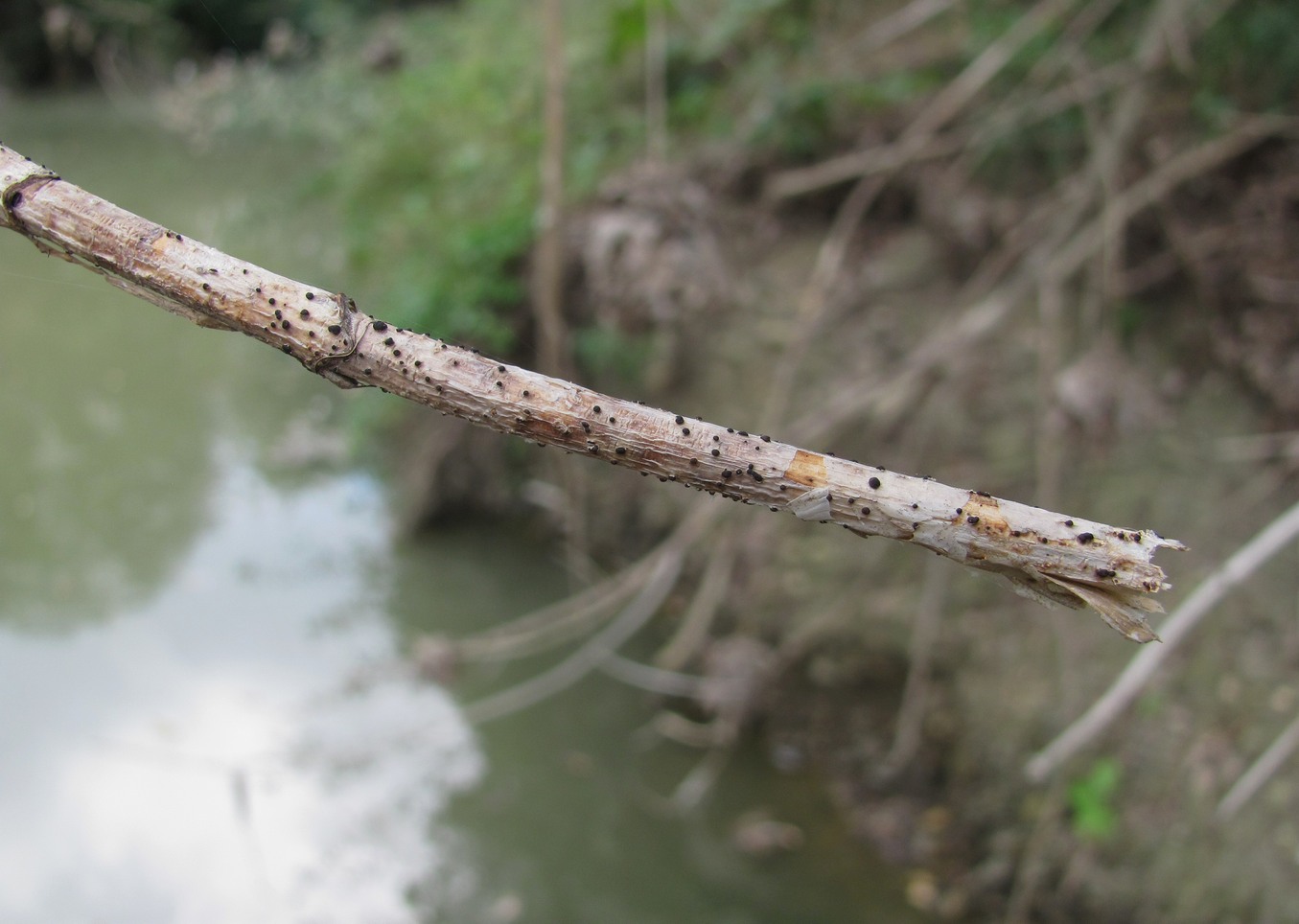 Image of Acer negundo specimen.