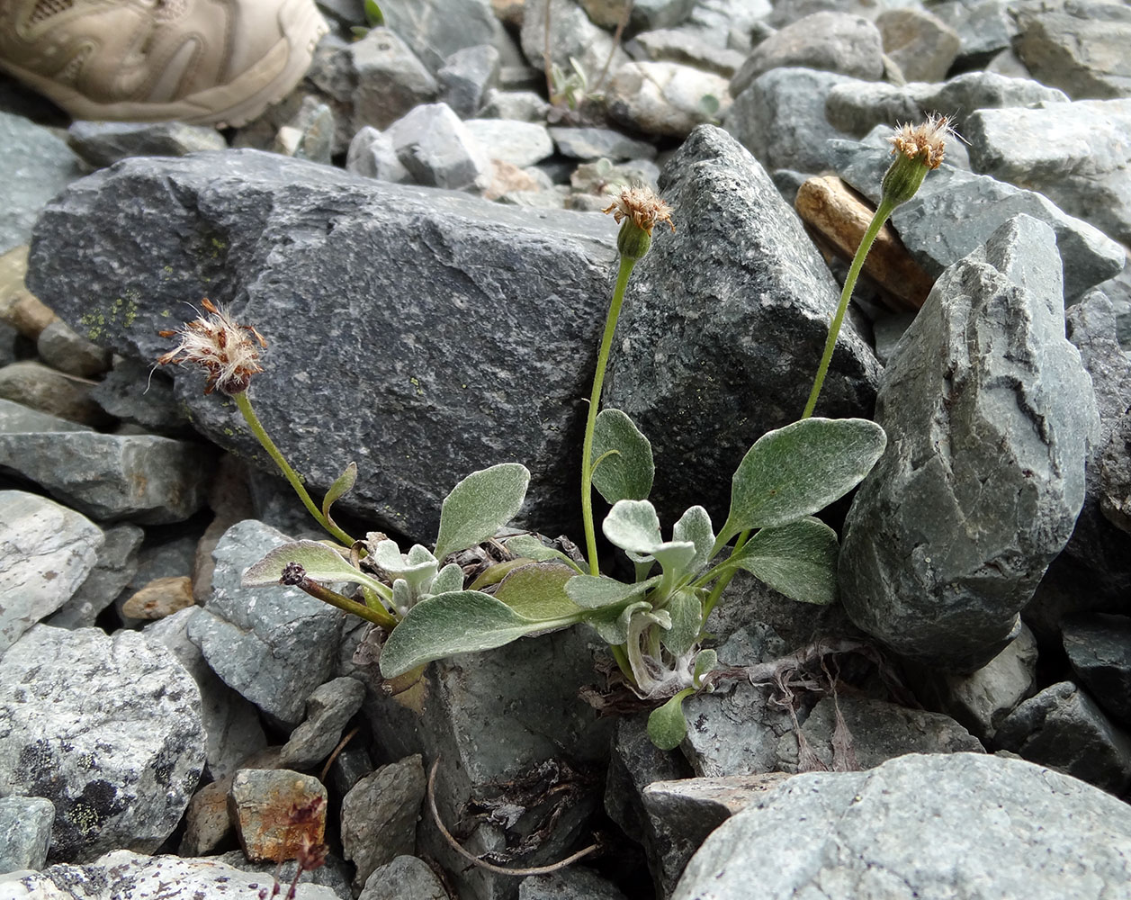 Изображение особи Tephroseris jacutica.