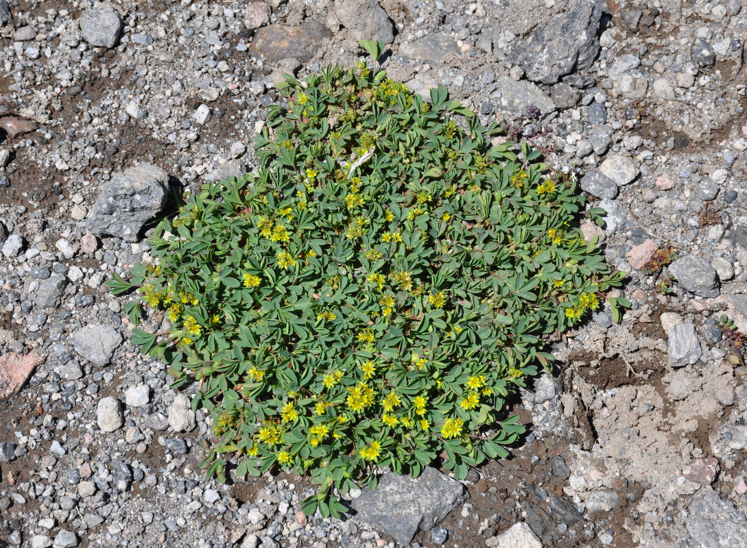 Image of Sibbaldia semiglabra specimen.