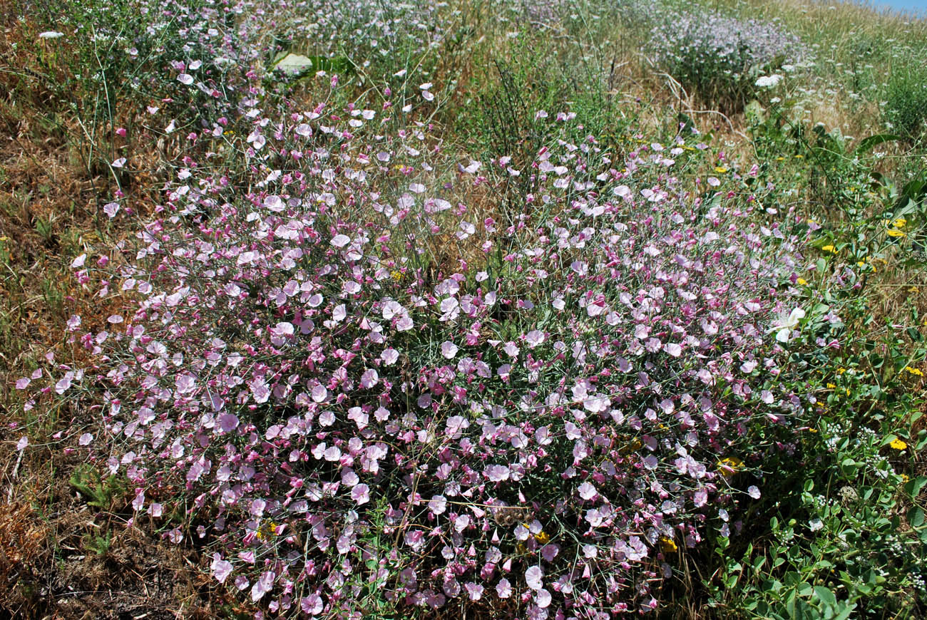 Image of Convolvulus subhirsutus specimen.