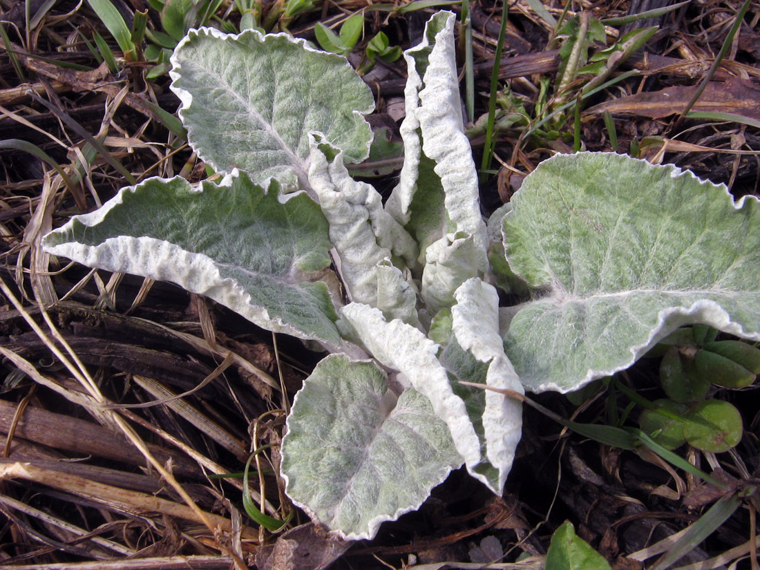 Изображение особи семейство Asteraceae.