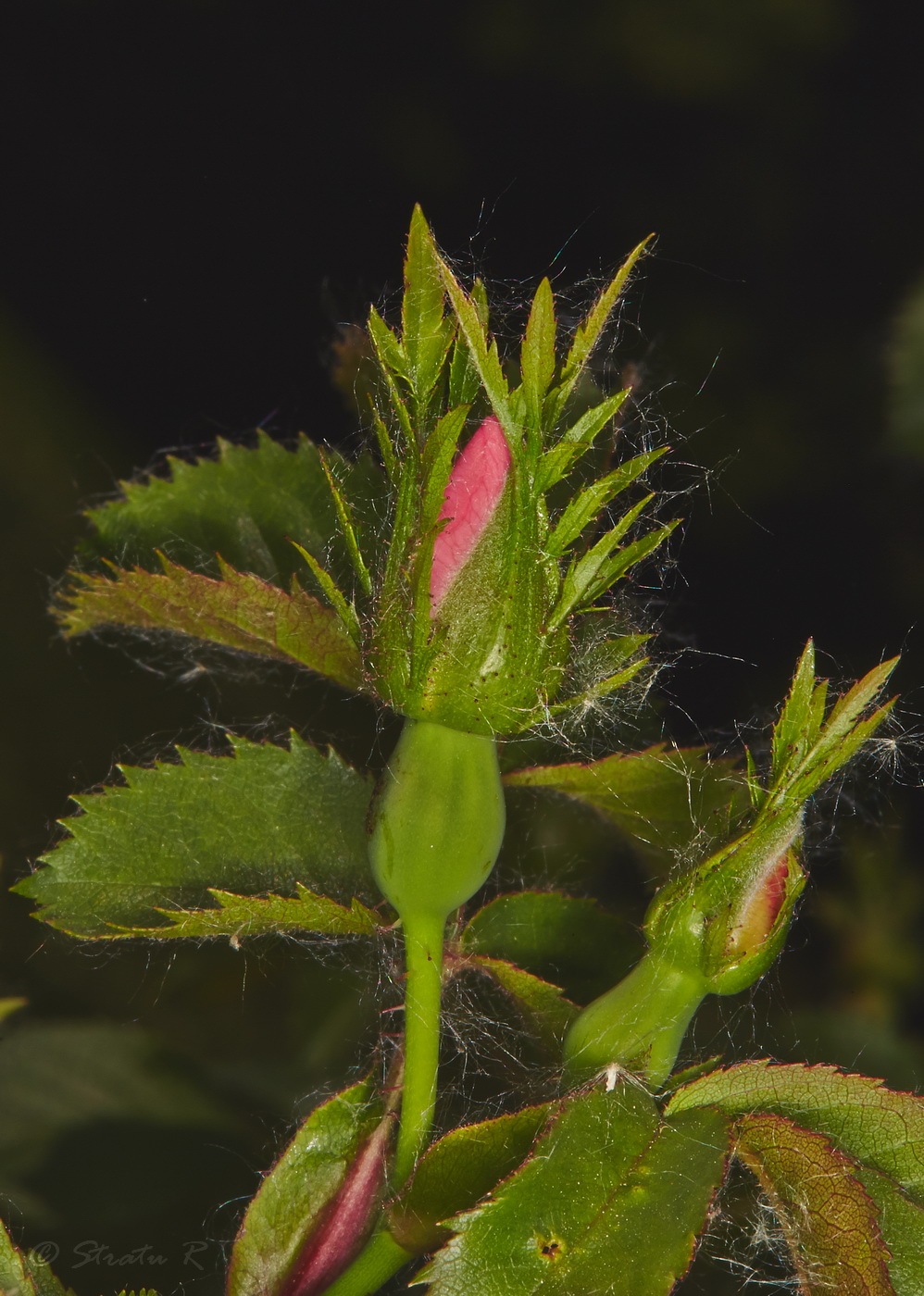 Image of Rosa schmalhauseniana specimen.