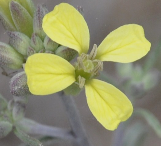 Image of Erysimum graecum specimen.