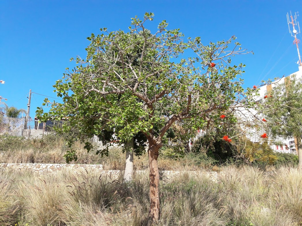 Image of Erythrina corallodendron specimen.