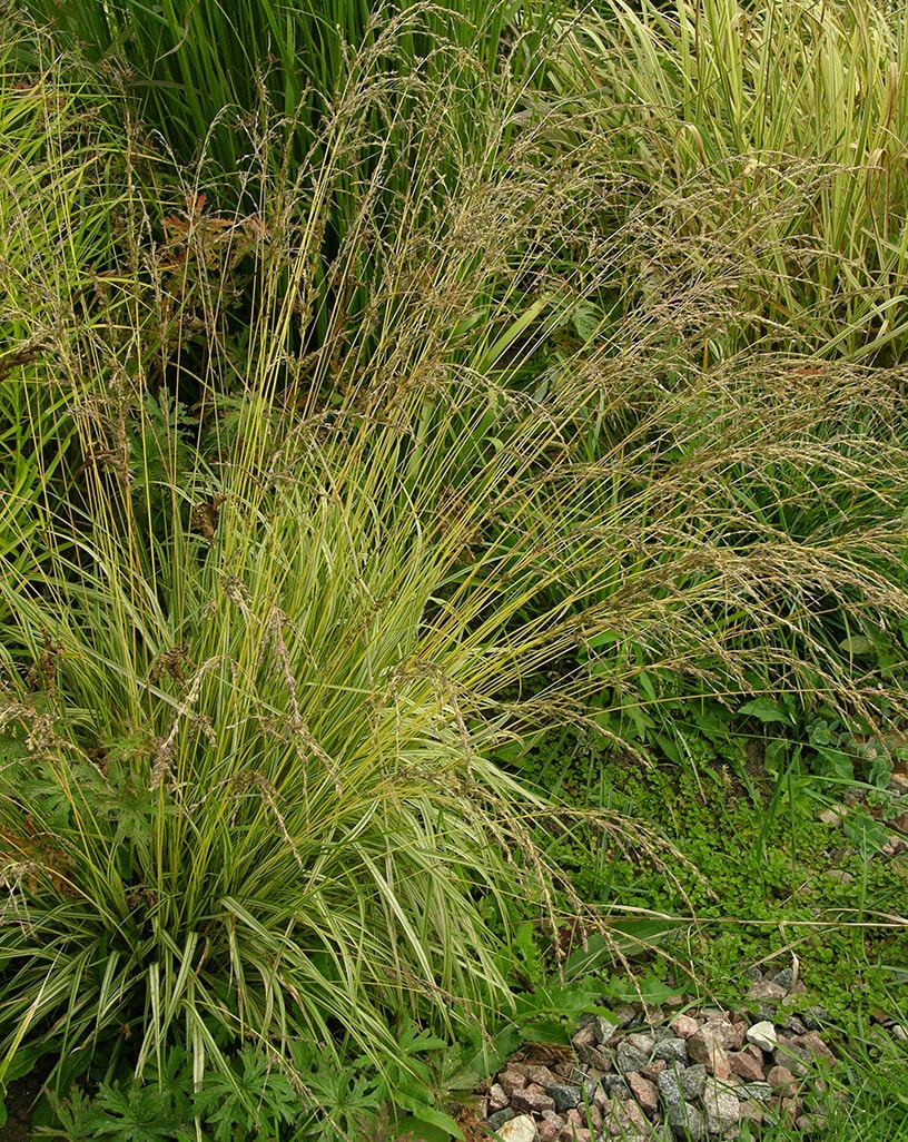 Image of Molinia caerulea specimen.