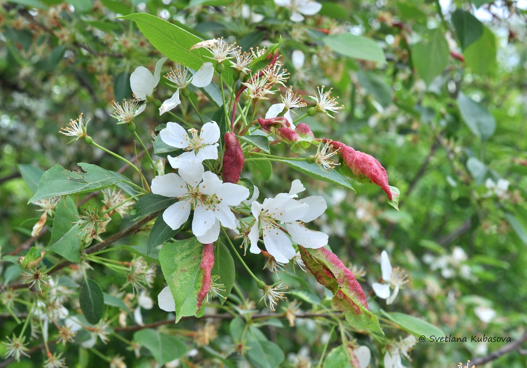 Image of Malus baccata specimen.