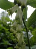 Polygonatum × hybridum. Часть побега с цветками. Москва, Воронцовский парк, лужайка в дубовой роще, в культуре. 04.06.2017.