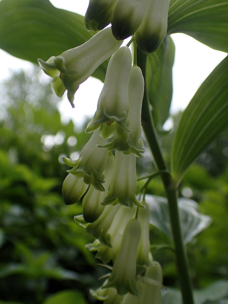 Изображение особи Polygonatum &times; hybridum.