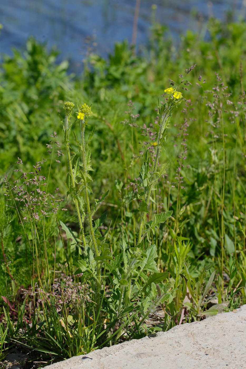 Image of Sisymbrium loeselii specimen.