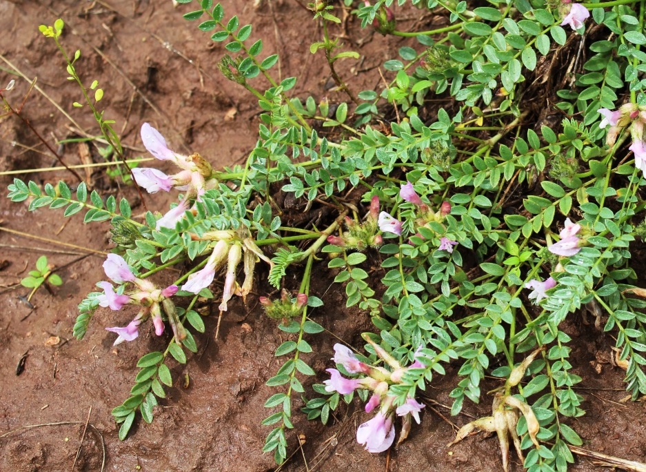 Изображение особи Astragalus sareptanus.