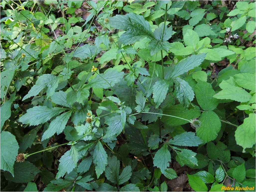 Image of Geum urbanum specimen.