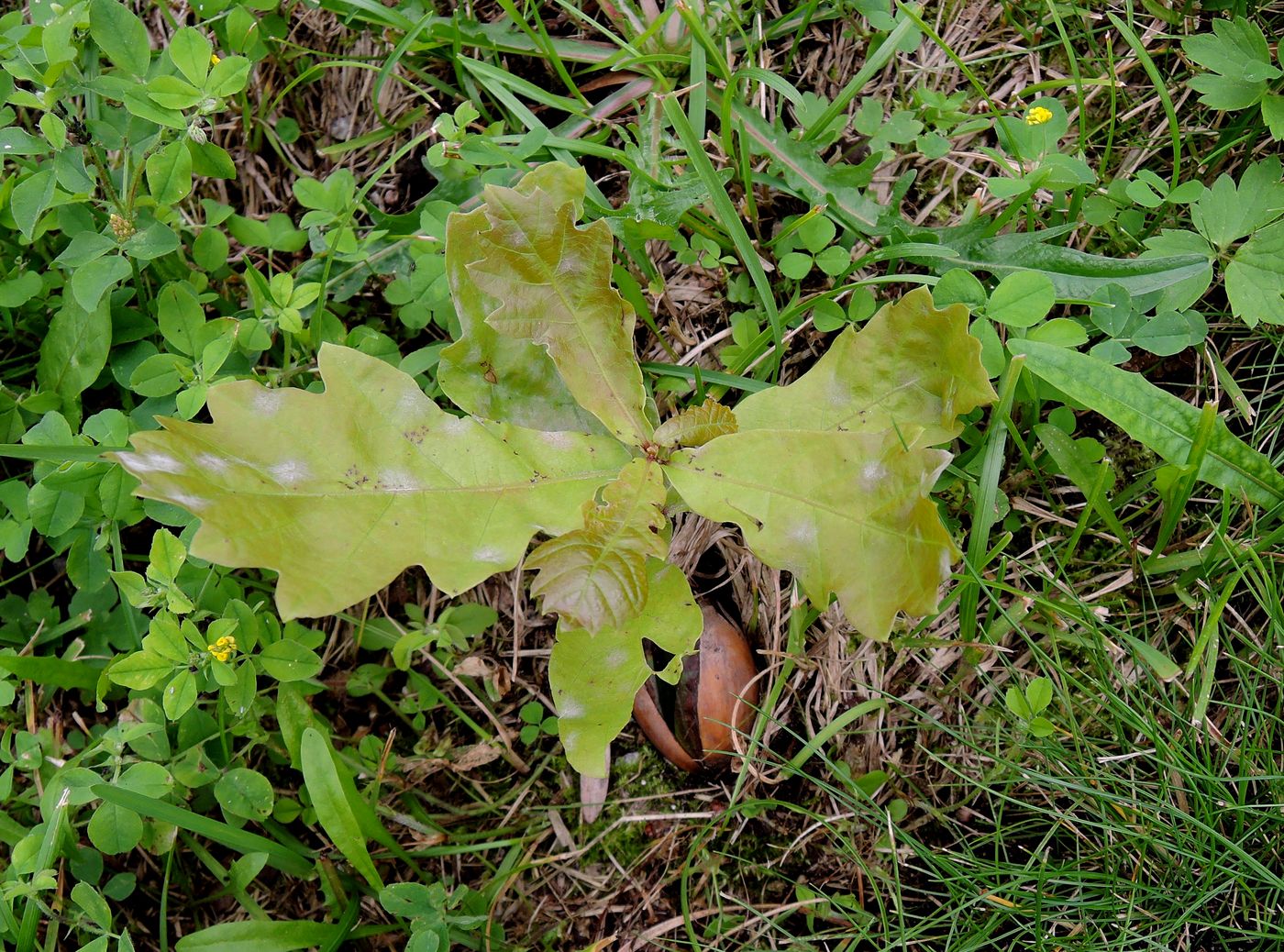 Image of Quercus robur specimen.