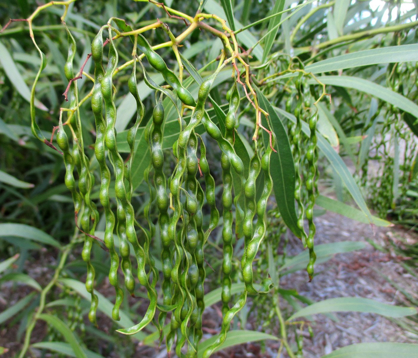 Image of Acacia macradenia specimen.