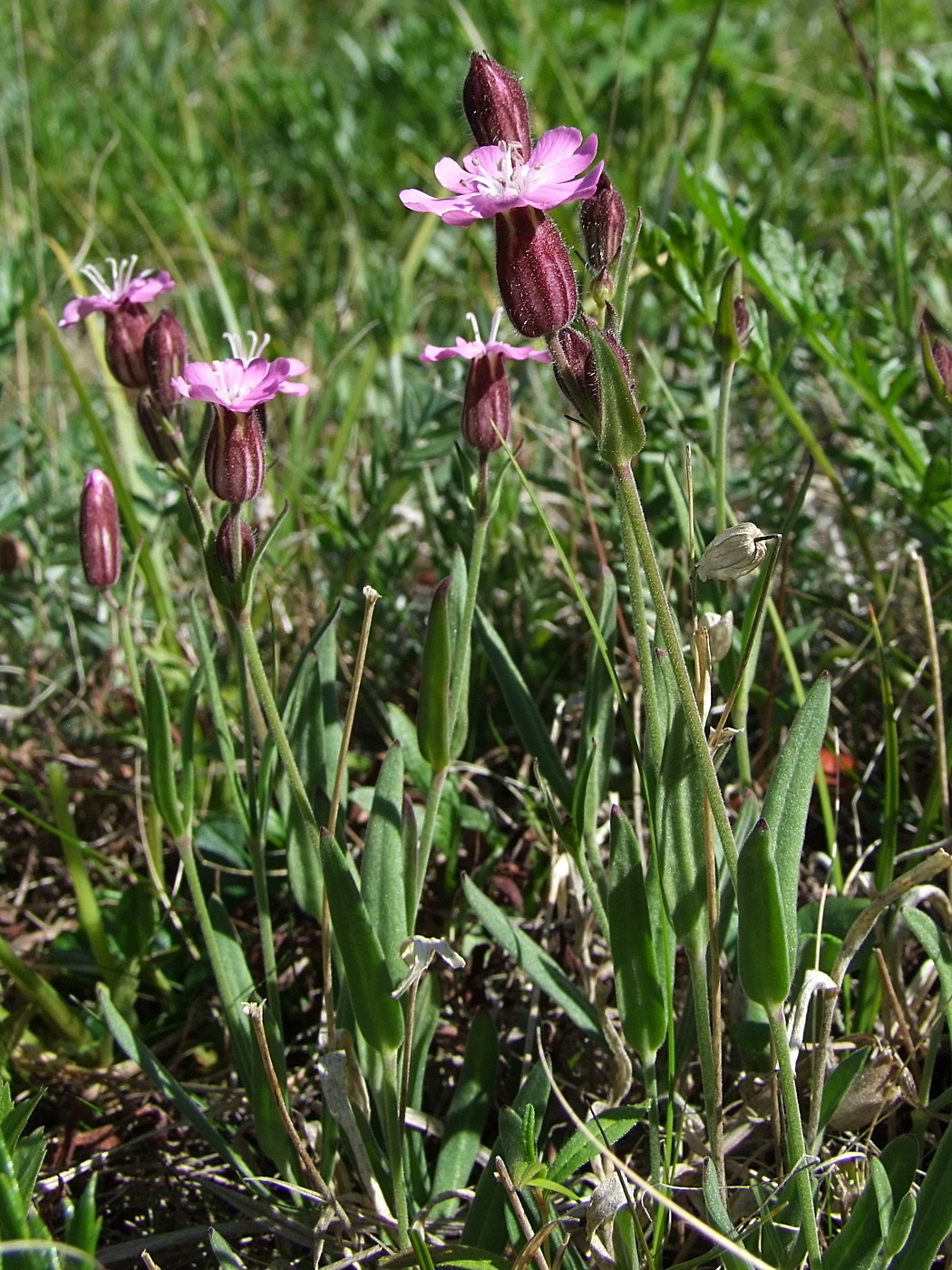 Image of Lychnis ajanensis specimen.