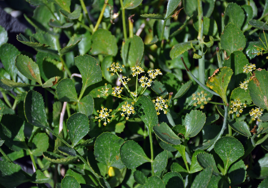 Image of Angelica ternata specimen.