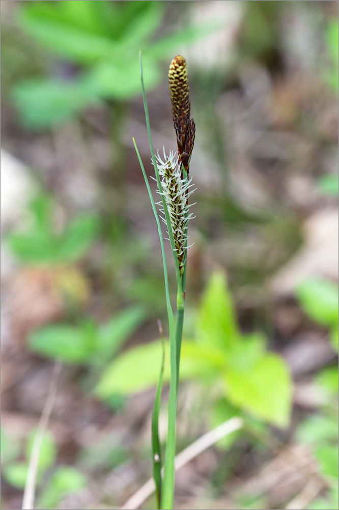 Изображение особи Carex cuspidata.