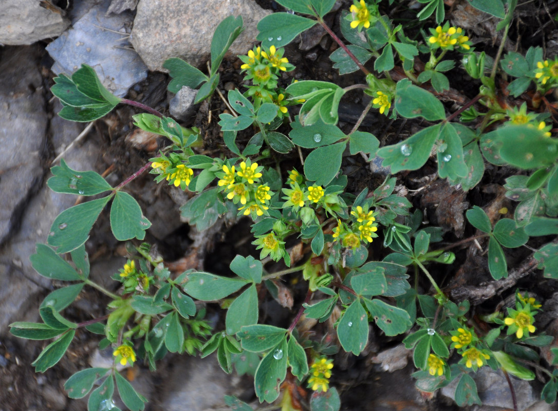 Image of Sibbaldia semiglabra specimen.