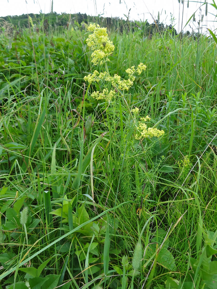 Изображение особи род Galium.