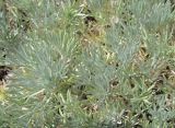 Artemisia caucasica. Листья. Дагестан, г. о. Махачкала, окр. с. Талги, склон горы. 15.05.2018.