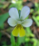 Viola tricolor. Цветок. Украина, Киевская обл., Вышгородский р-н, севернее с. Лебедевка, бор между Киевским водохранилищем и дренажным каналом. 23 мая 2010 г.