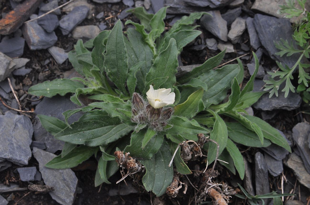 Image of Melandrium latifolium specimen.