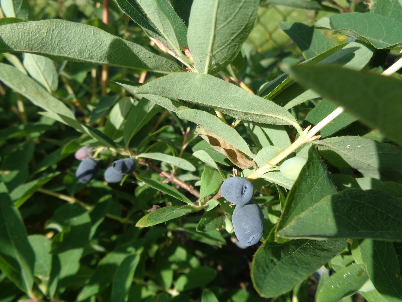 Image of Lonicera edulis specimen.