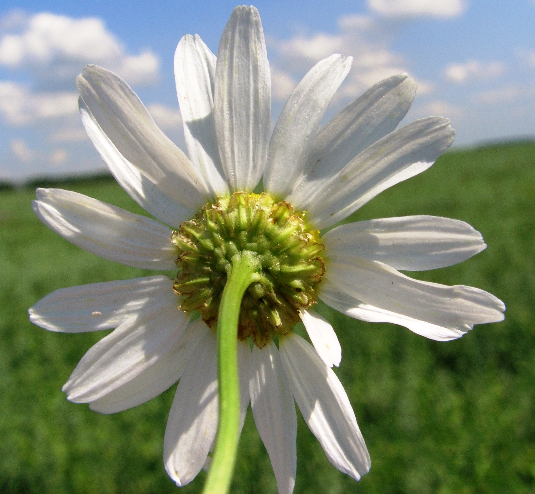 Image of Tripleurospermum inodorum specimen.