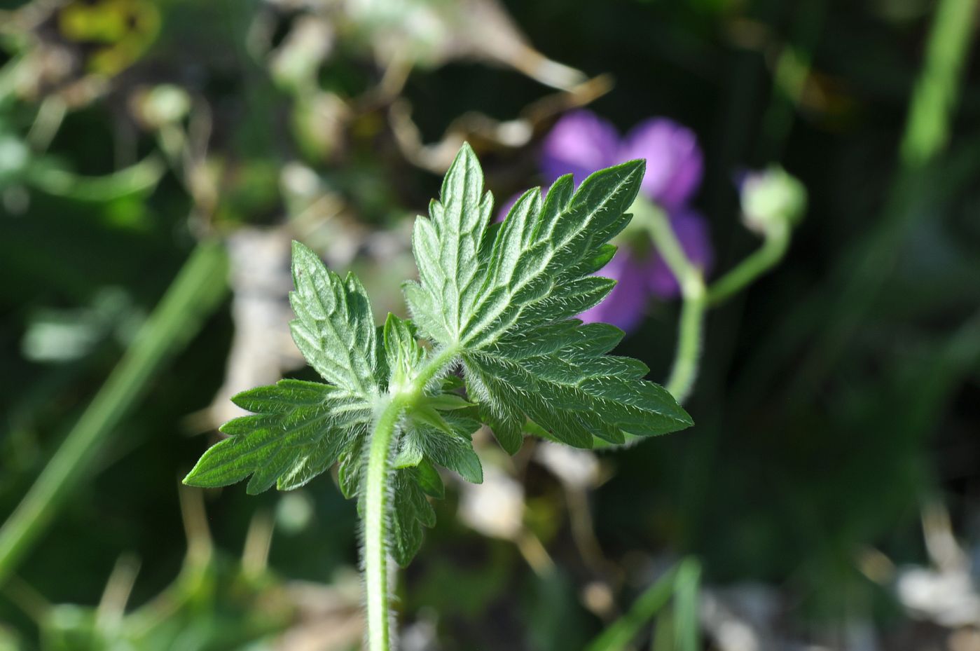 Image of Geranium palustre specimen.