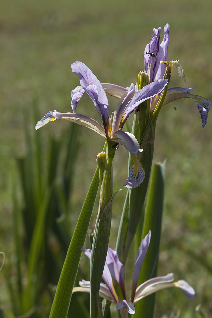 Image of Iris sogdiana specimen.