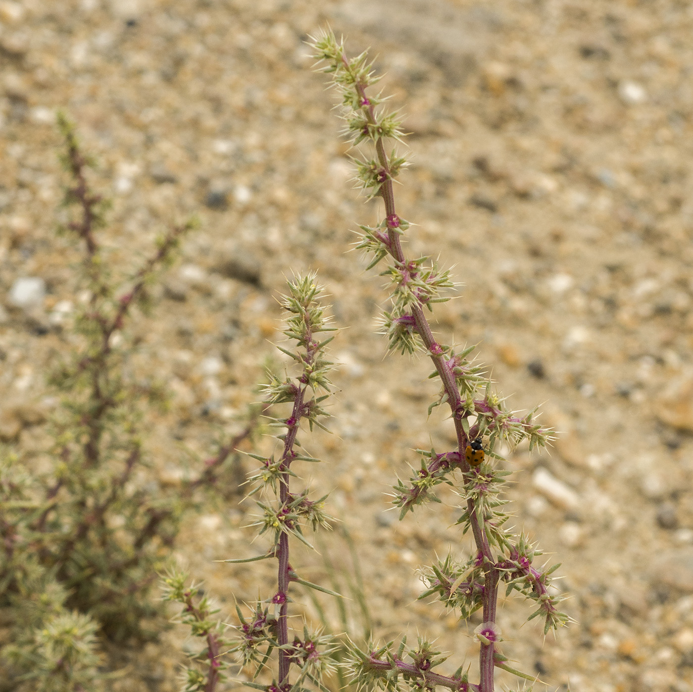 Image of Salsola paulsenii specimen.