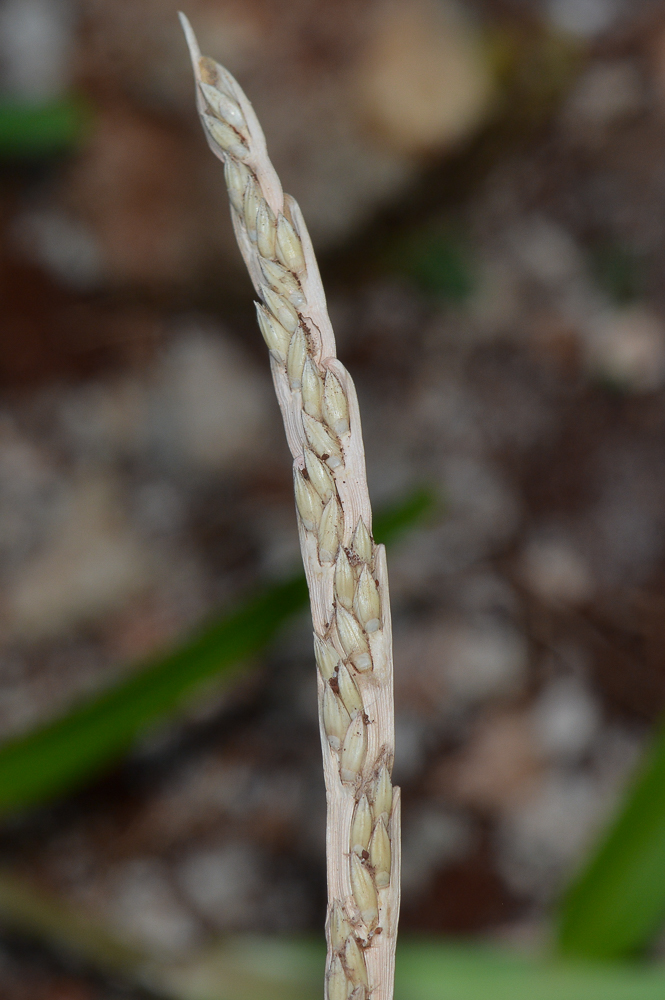 Image of Stenotaphrum dimidiatum specimen.