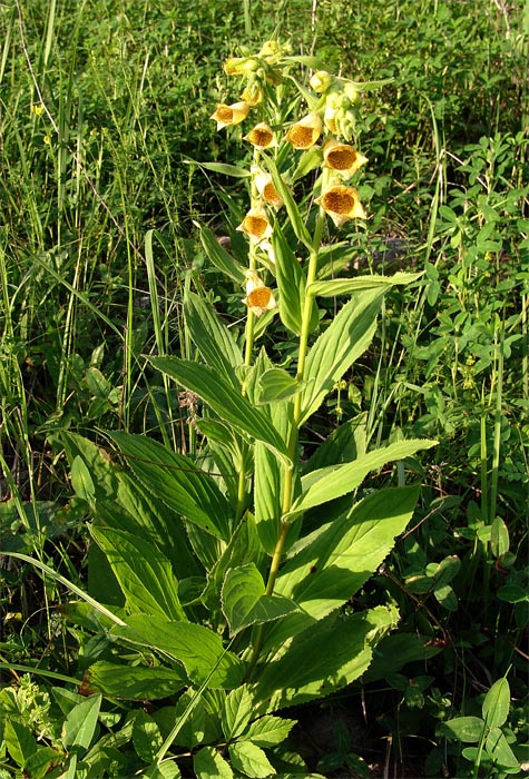 Image of Digitalis grandiflora specimen.