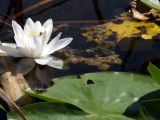 Nymphaea alba