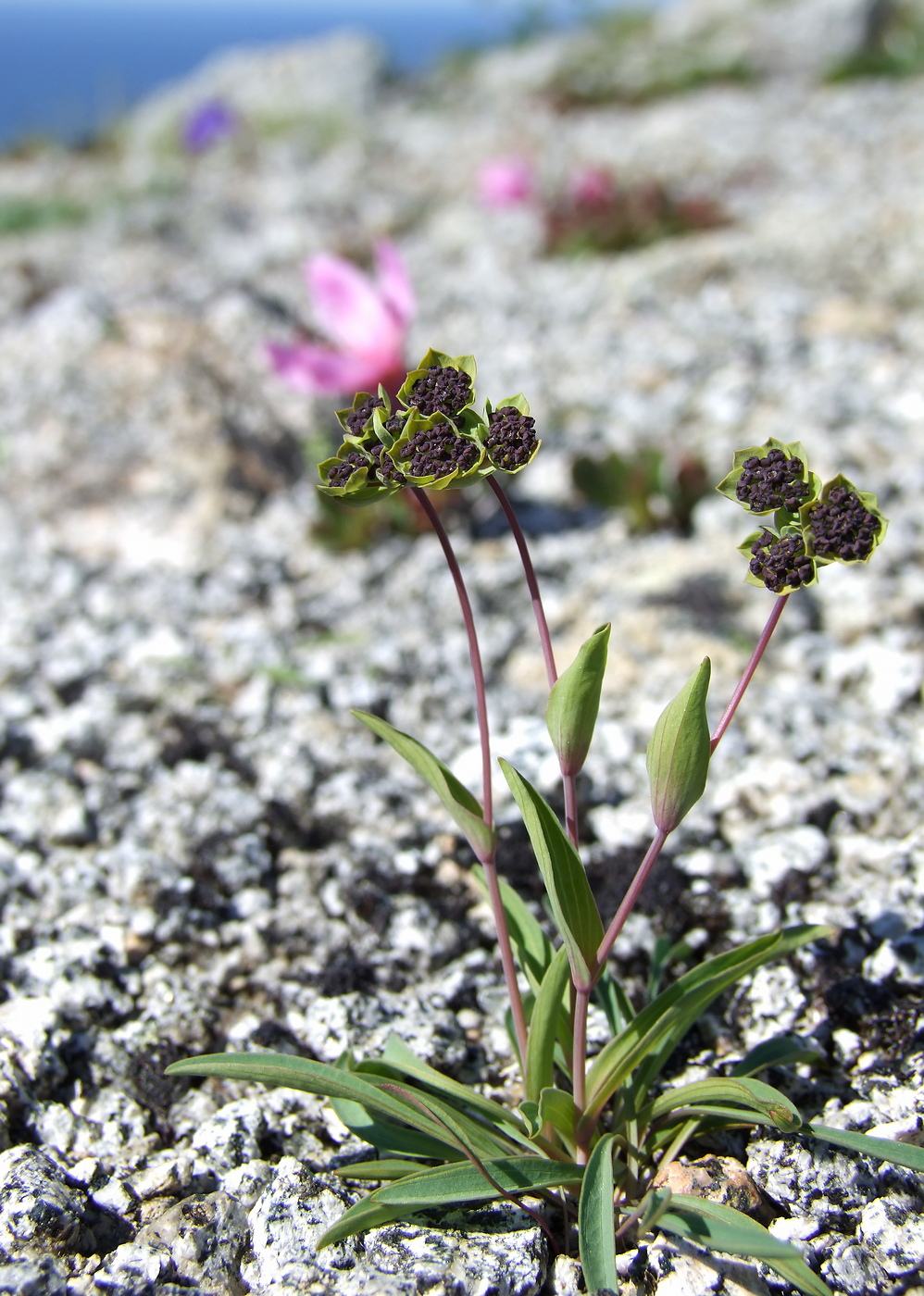 Изображение особи Bupleurum triradiatum.