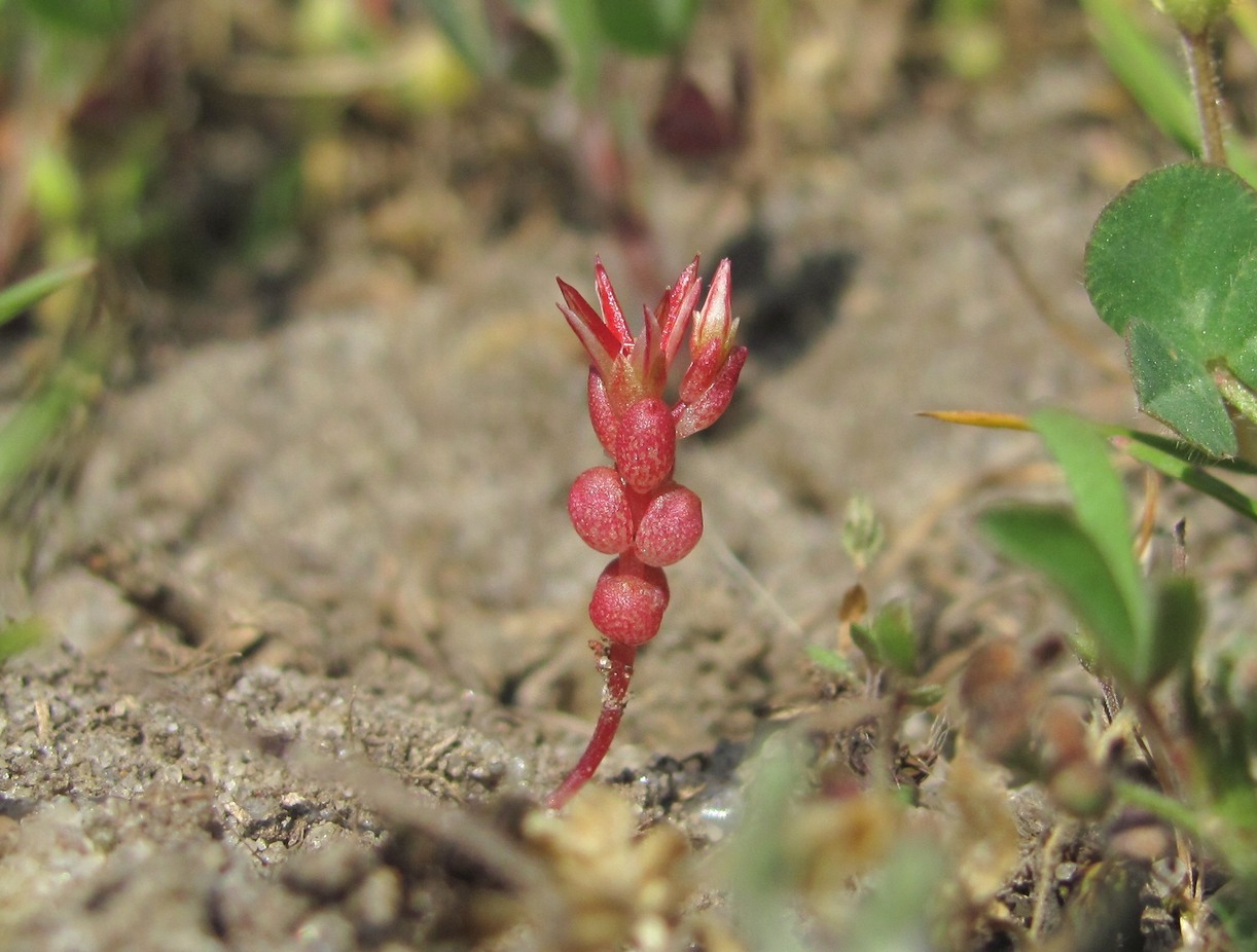 Image of Sedum cespitosum specimen.