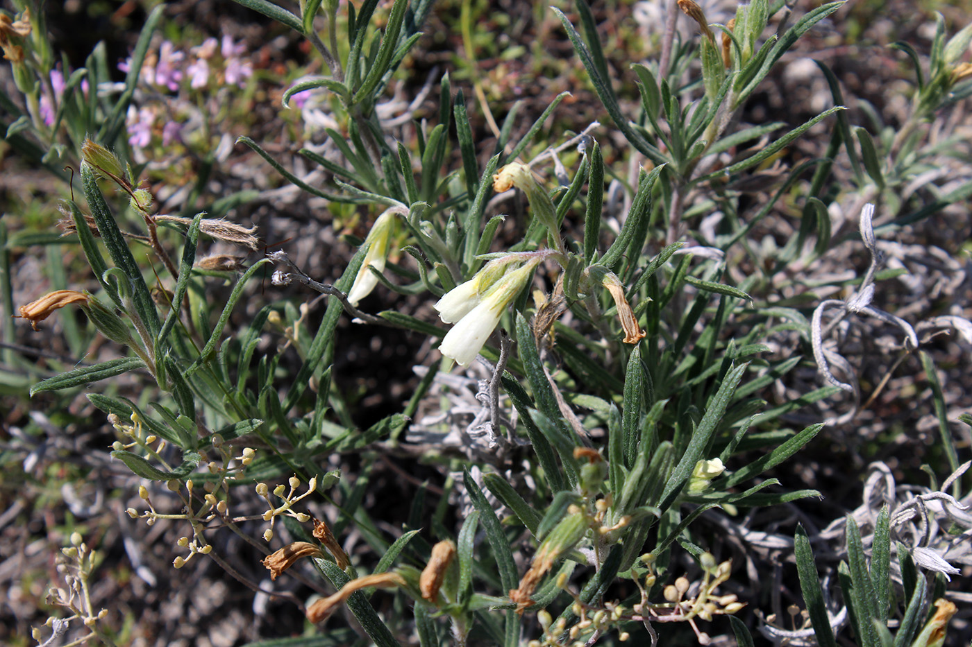 Image of Onosma tanaitica specimen.