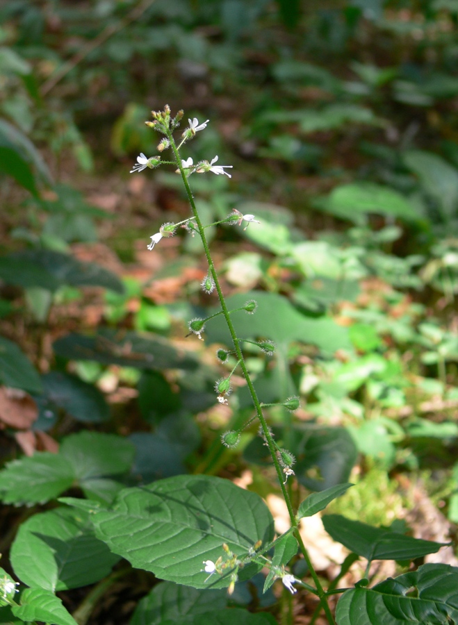 Image of Circaea lutetiana ssp. quadrisulcata specimen.