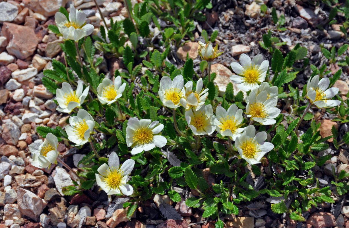 Изображение особи Dryas oxyodonta.