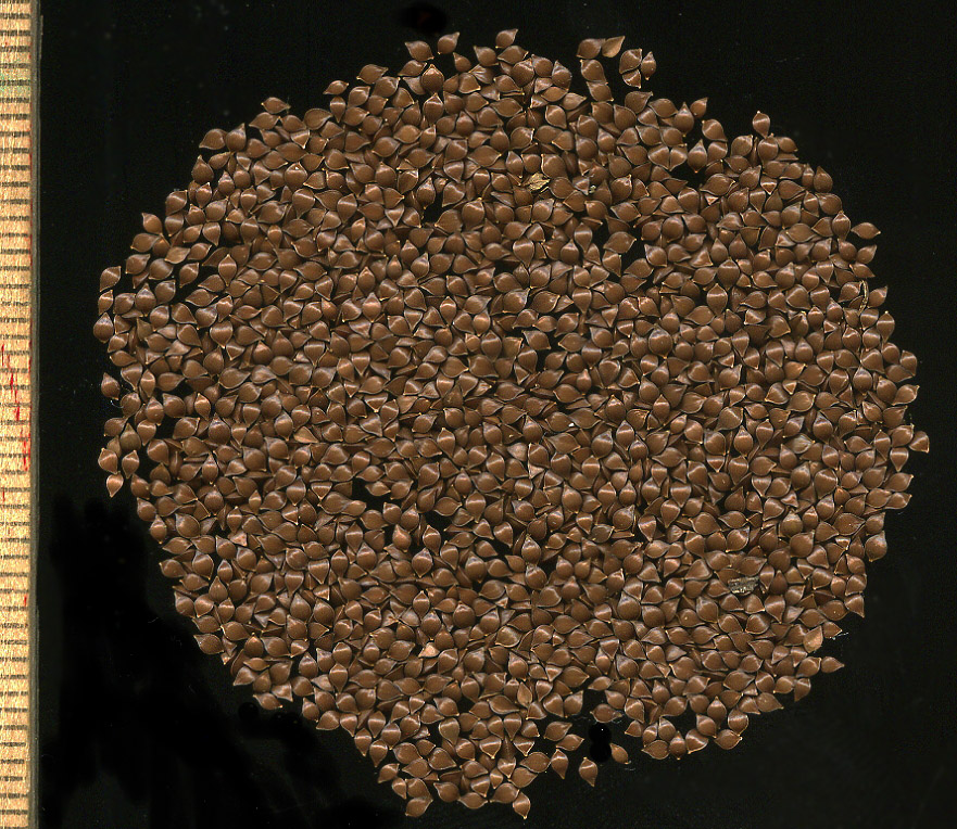 Image of Rumex obtusifolius specimen.