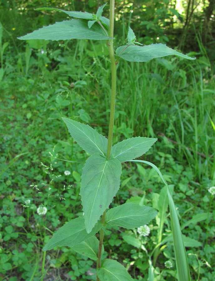 Изображение особи Epilobium montanum.