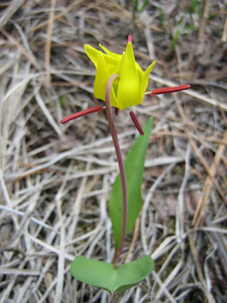 Изображение особи Erythronium grandiflorum.