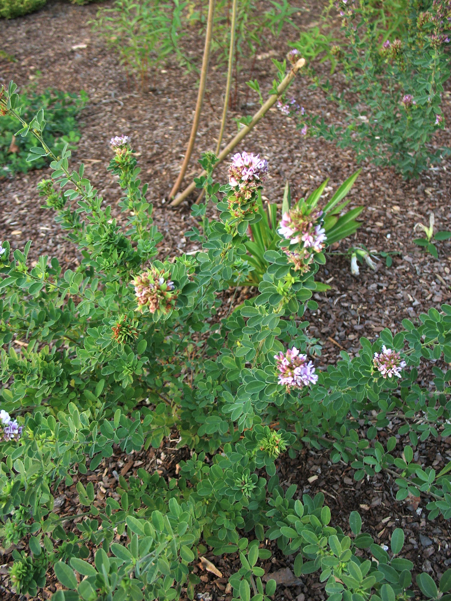 Image of Lespedeza &times; nuttallii specimen.