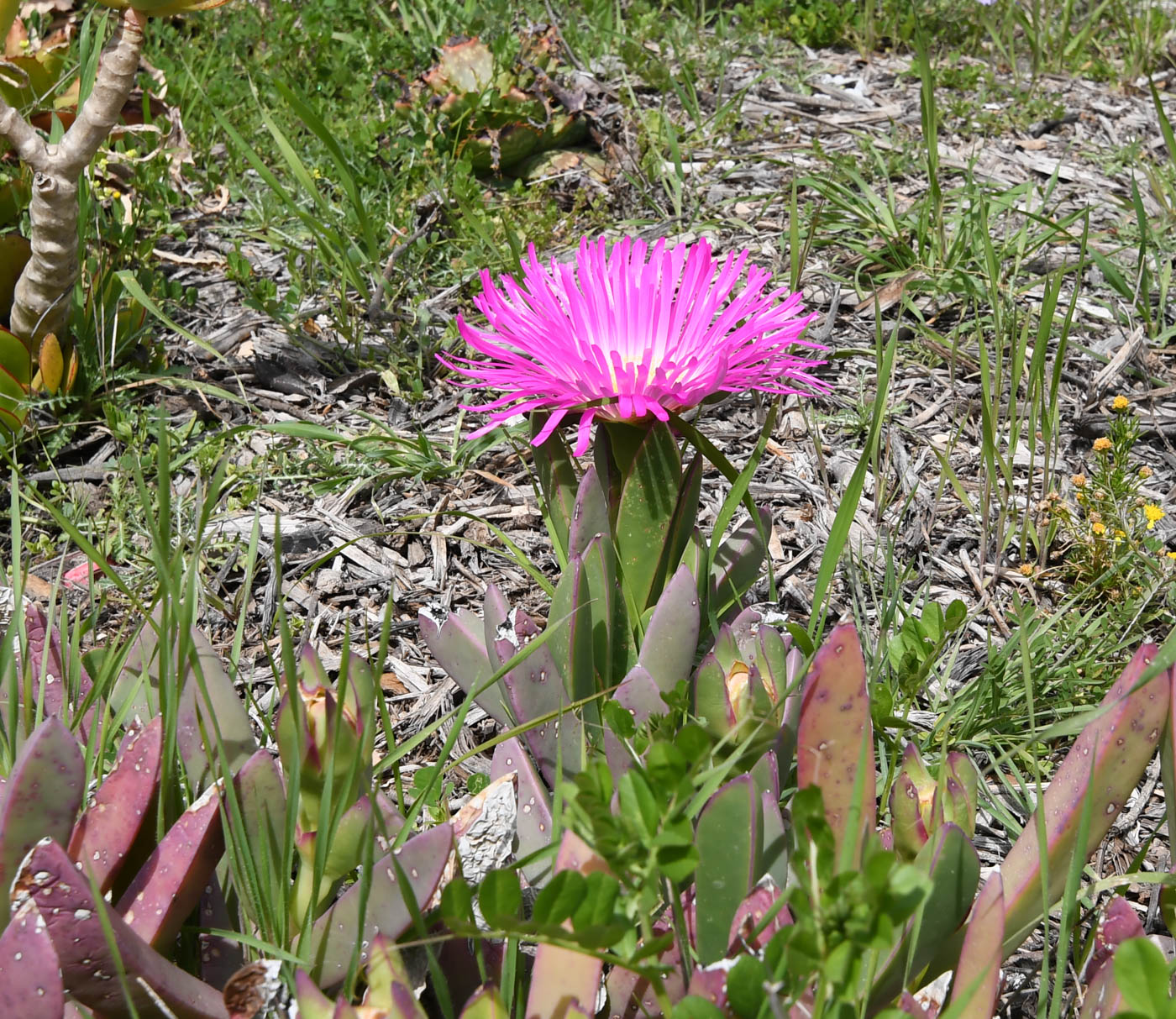 Изображение особи Carpobrotus quadrifidus.