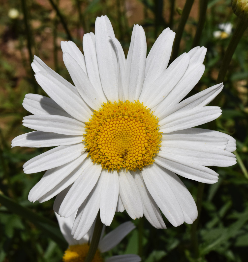 Image of Leucanthemum maximum specimen.