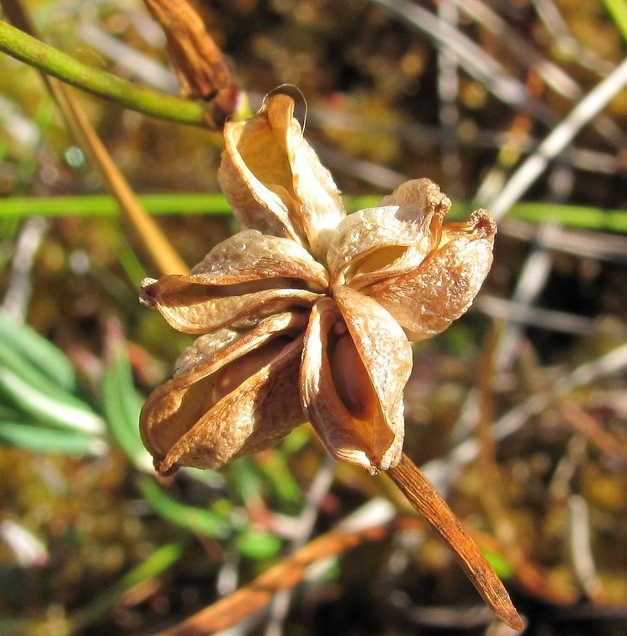 Image of Scheuchzeria palustris specimen.